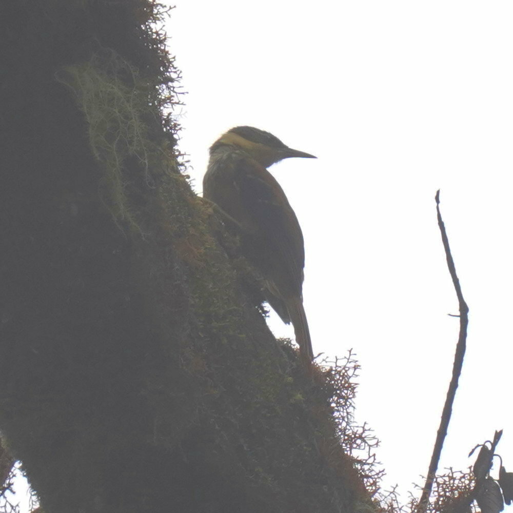 Buffy Tuftedcheek (Pseudocolaptes lawrencii), photo 8