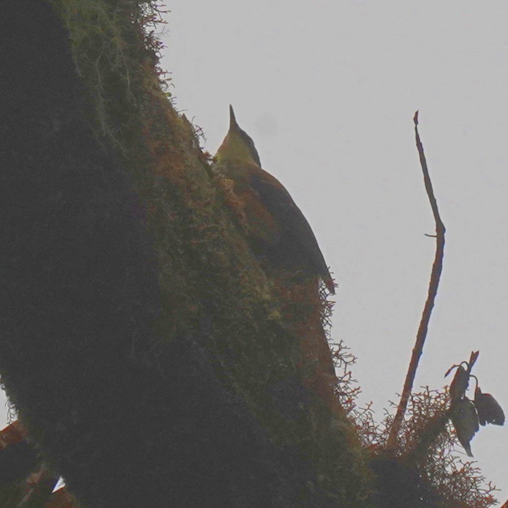 Buffy Tuftedcheek (Pseudocolaptes lawrencii), photo 10