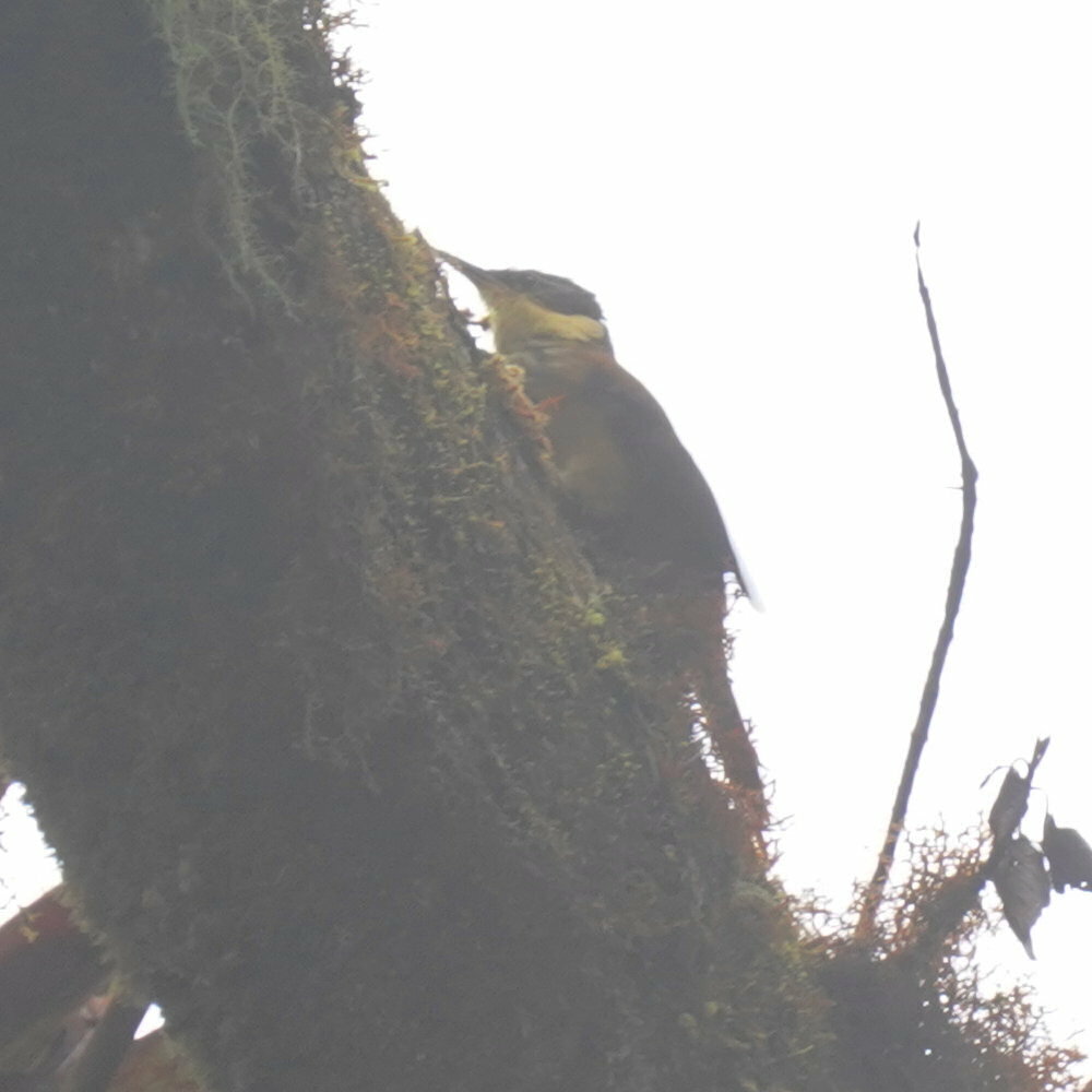 Buffy Tuftedcheek (Pseudocolaptes lawrencii), photo 9