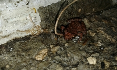 Eleutherodactylus planirostris