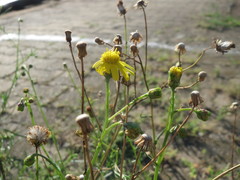Senecio inaequidens