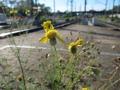 Senecio inaequidens