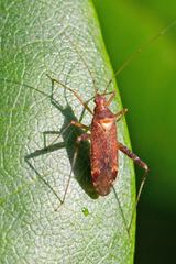 Phytocoris ulmi