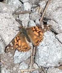Vanessa altissima