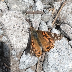 Vanessa altissima