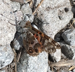 Vanessa altissima