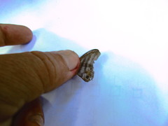 Chloreuptychia herseis