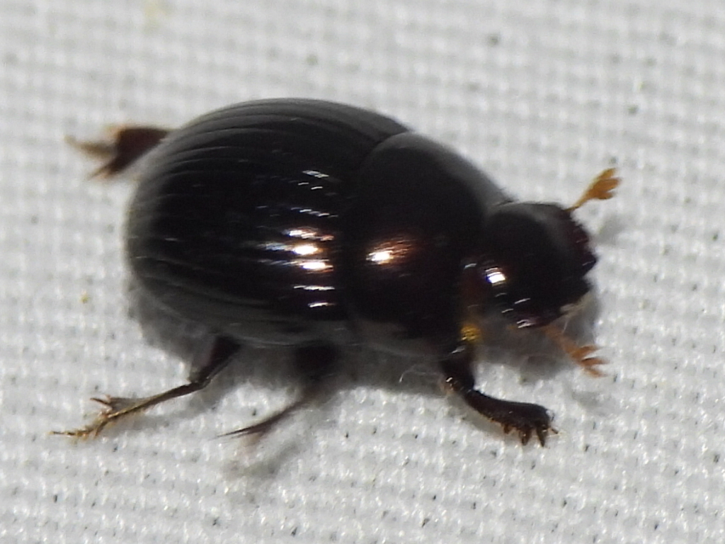 Ateuchus histeroides