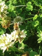 Apis mellifera