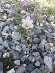 Zephyranthes fosteri