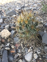 Coryphantha glanduligera