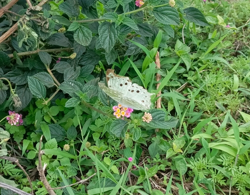 Common Mother-of-Pearl