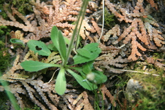 Arabis hirsuta