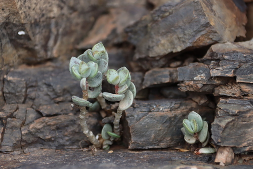 Adromischus liebenbergii