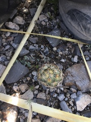 Coryphantha glanduligera