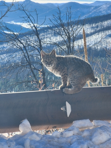 Bobcat photographed in New Mexico