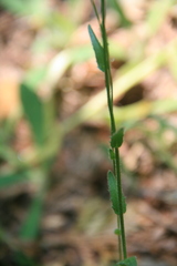 Arabis hirsuta