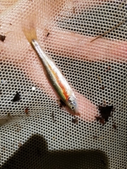 Clinostomus elongatus