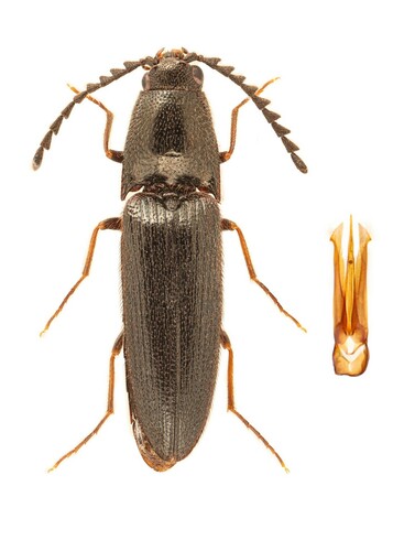 Megapenthes solitarius