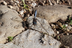 Orthetrum julia capicola