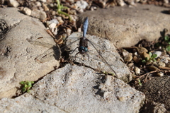 Orthetrum julia capicola