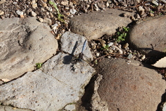 Orthetrum julia capicola