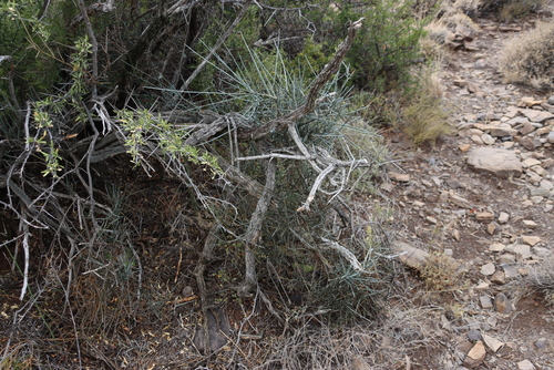 Image of Cadaba aphylla by (c) Tony Rebelo, some rights reserved (CC BY-SA)