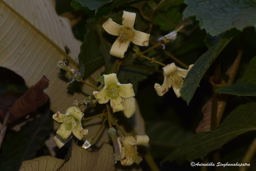 Clematis buchananiana observed 2024-11-06