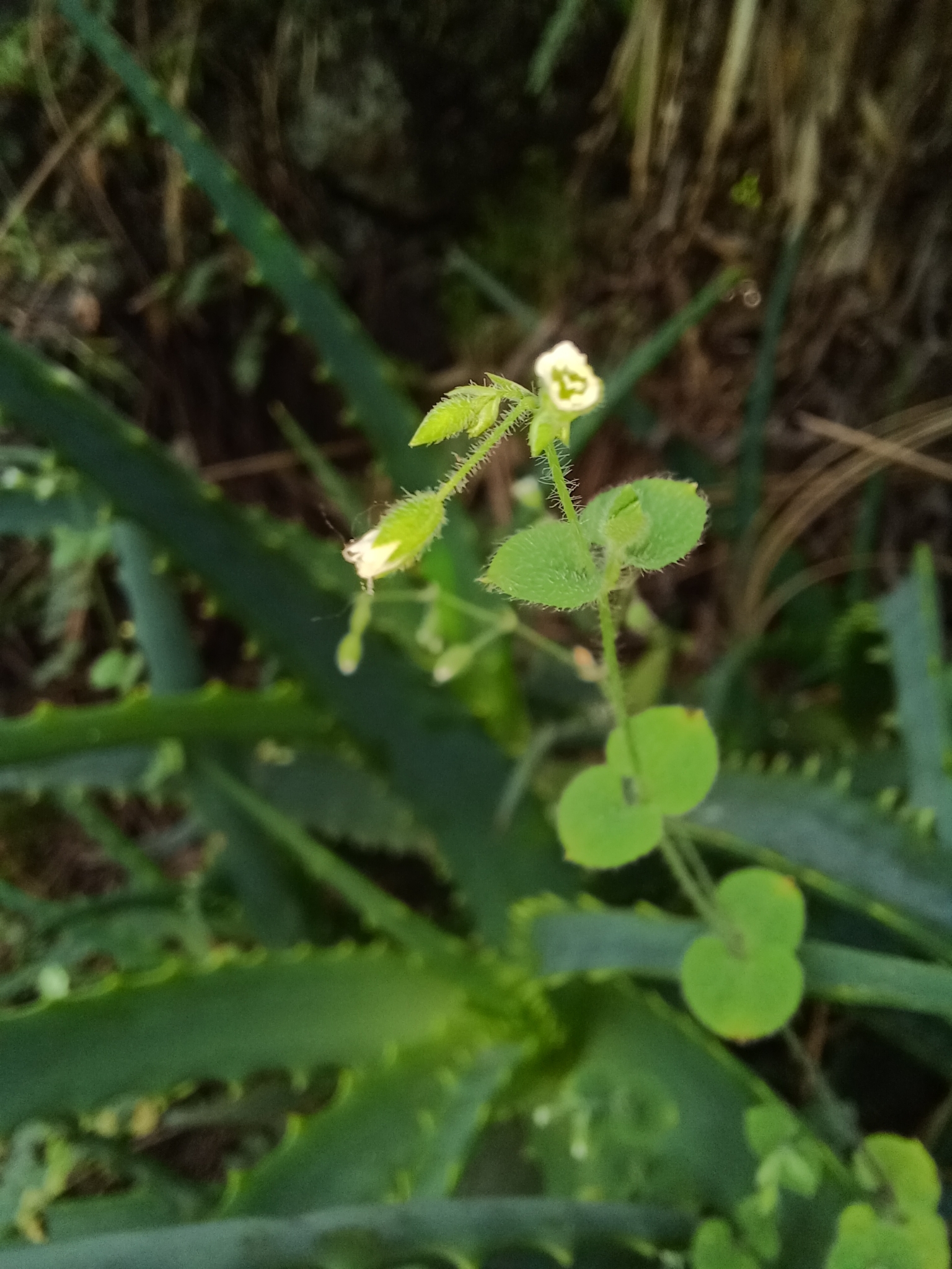 Imagem de Cipó-de-fogo