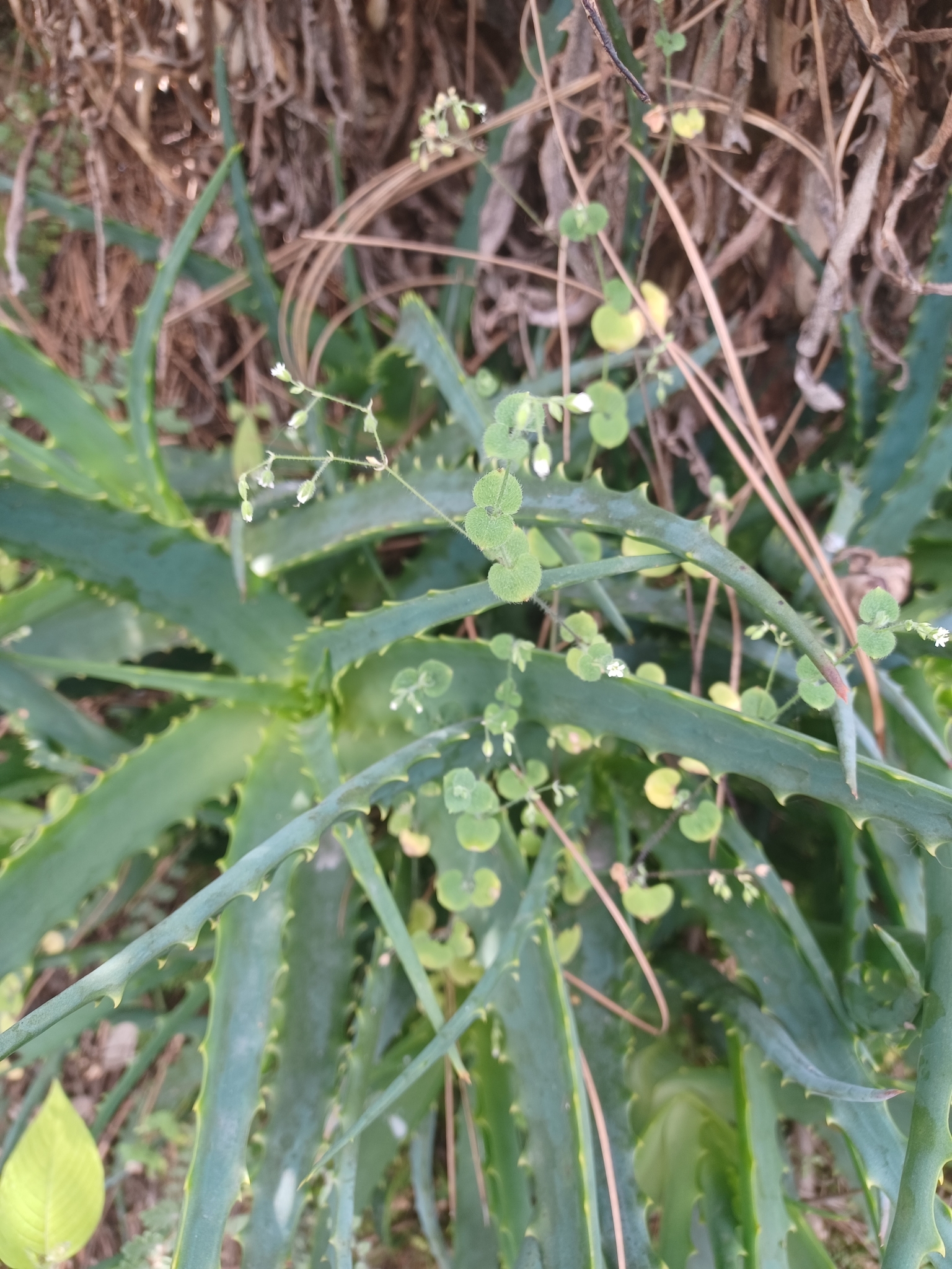 Imagem de Cipó-de-fogo