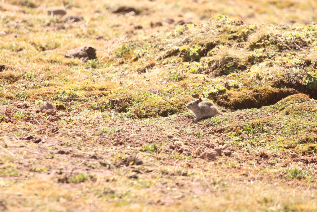 Blick's Grass Rat