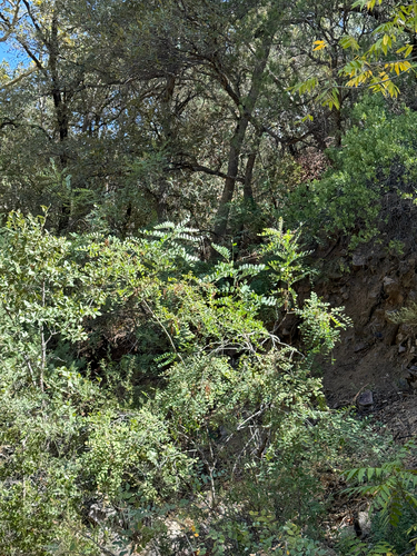 Image of Robinia neomexicana by (c) CK2AZ, some rights reserved (CC BY)