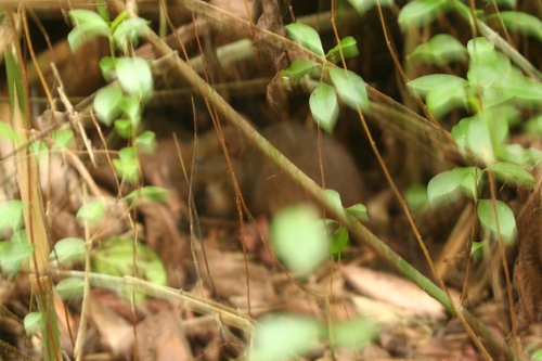 Island Mouse