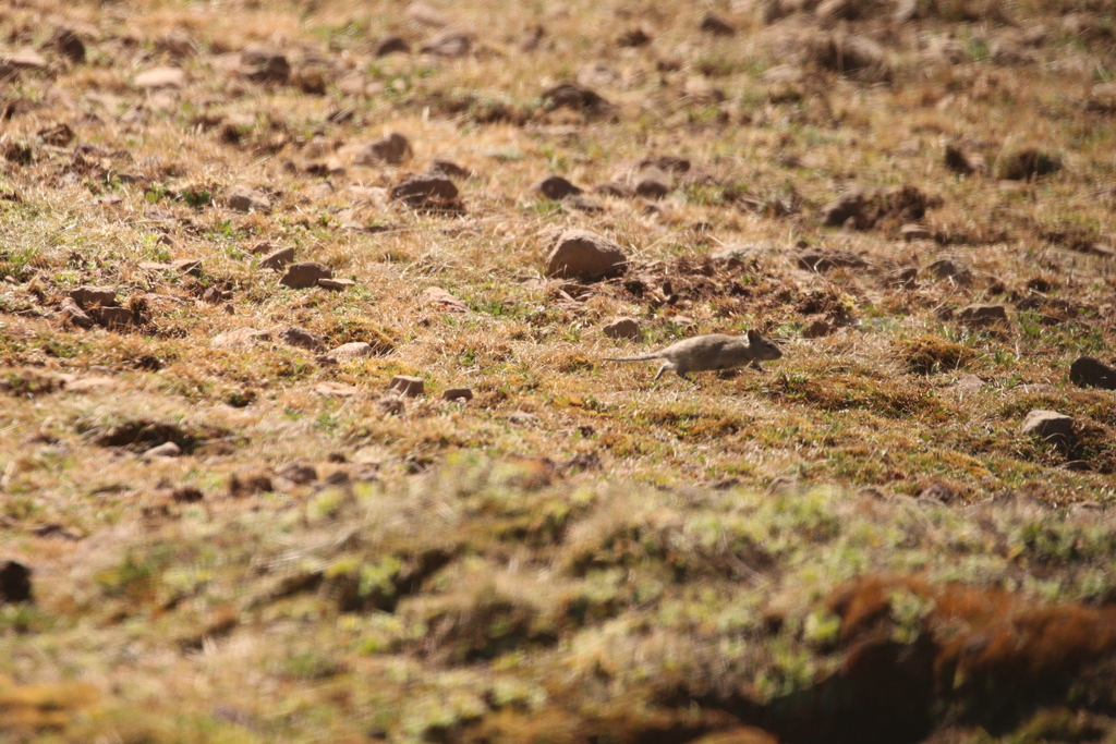 White-tailed Stenocephalemys
