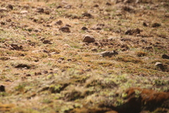Ethiopian Narrow-headed Rat
