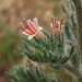 Echium asperrimum - Photo (c) Matthieu Gauvain, alguns direitos reservados (CC BY-NC), uploaded by Matthieu Gauvain
