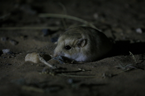 オブトアレチネズミ
