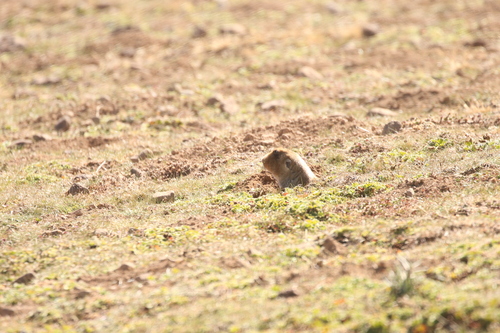 Big-headed Mole Rat