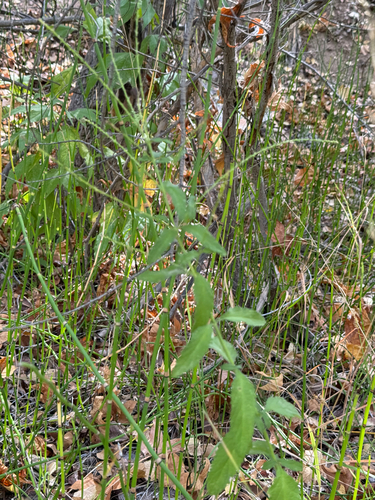 Carolina vervain (Verbena carolina)