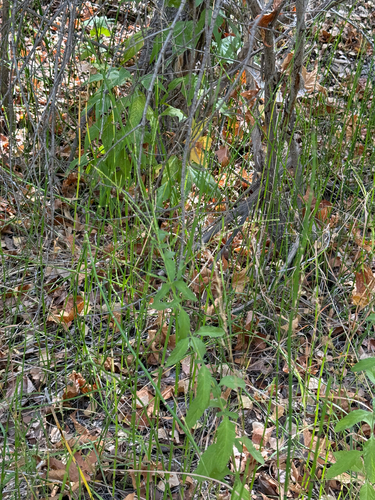 Verbena carolina, photograph 3