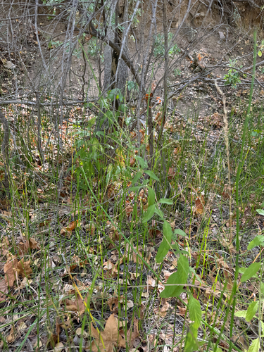 Image of Verbena carolina by (c) CK2AZ, some rights reserved (CC BY)
