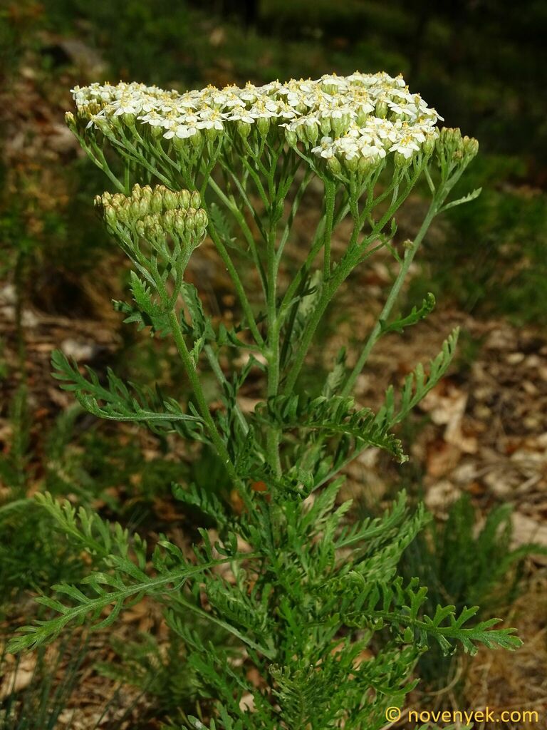 Achillea tuzsonii
