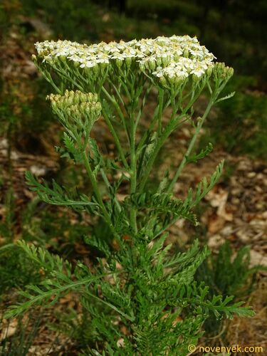 Achillea tuzsonii