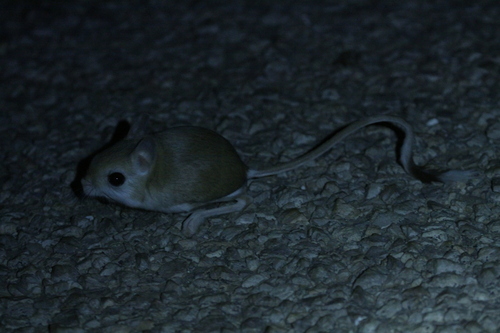 Lesser Egyptian Jerboa