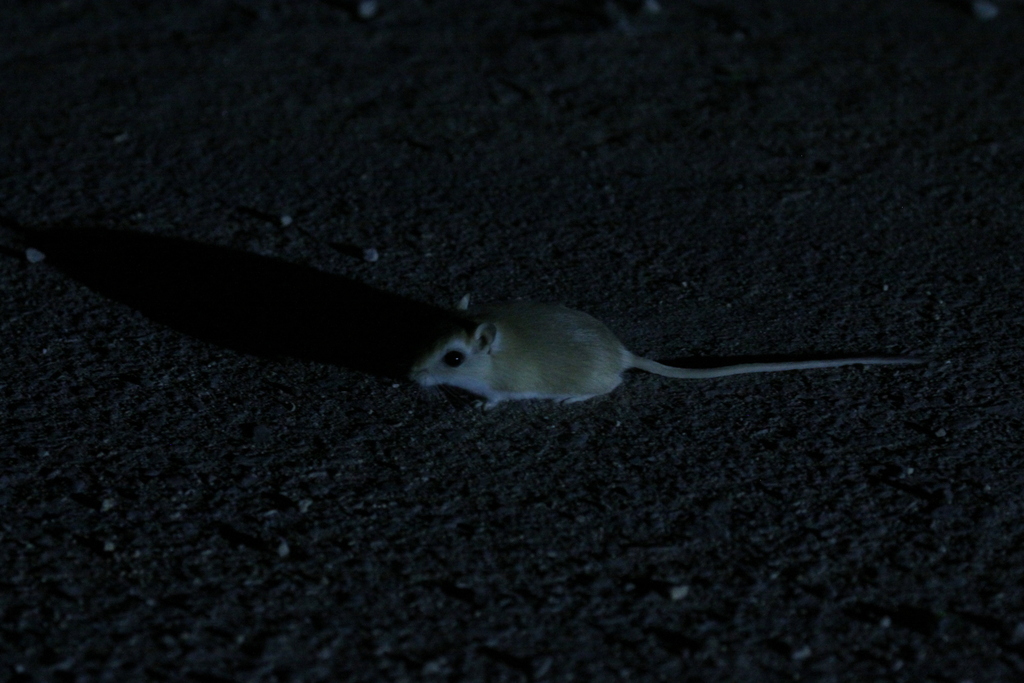 Occidental Gerbil