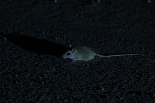 Occidental Gerbil