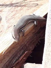 Marisora brachypoda