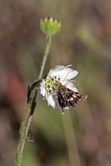 Heliothodes diminutiva