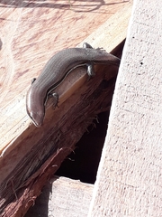 Marisora brachypoda