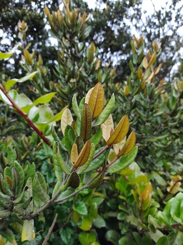 Olivillo (Aextoxicon punctatum)